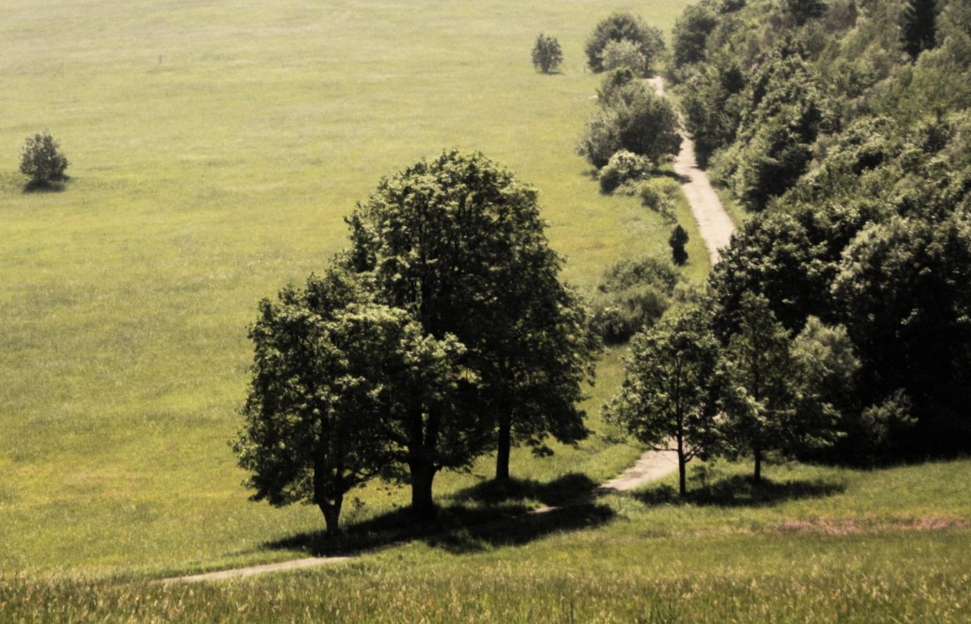 Magurski Park Narodowy - Empty Beech Forest in the Low Beskids