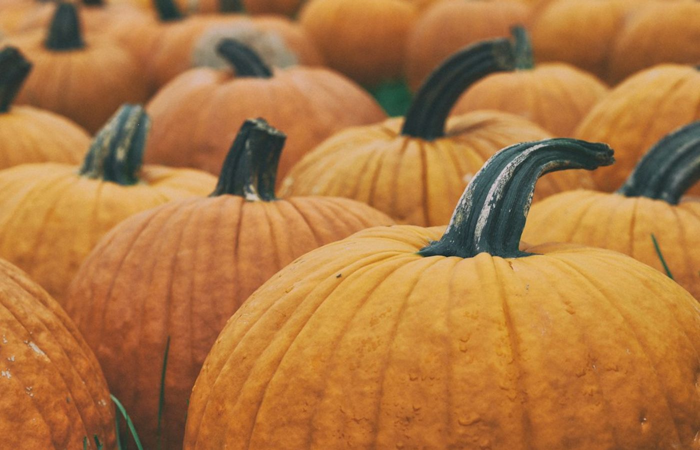 Naschmarkt - Pumpkin Seed Oil and Chanterelle Season