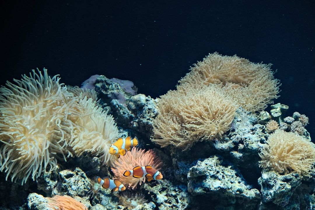Lisbon Oceanarium - One of Europe's Largest Aquariums