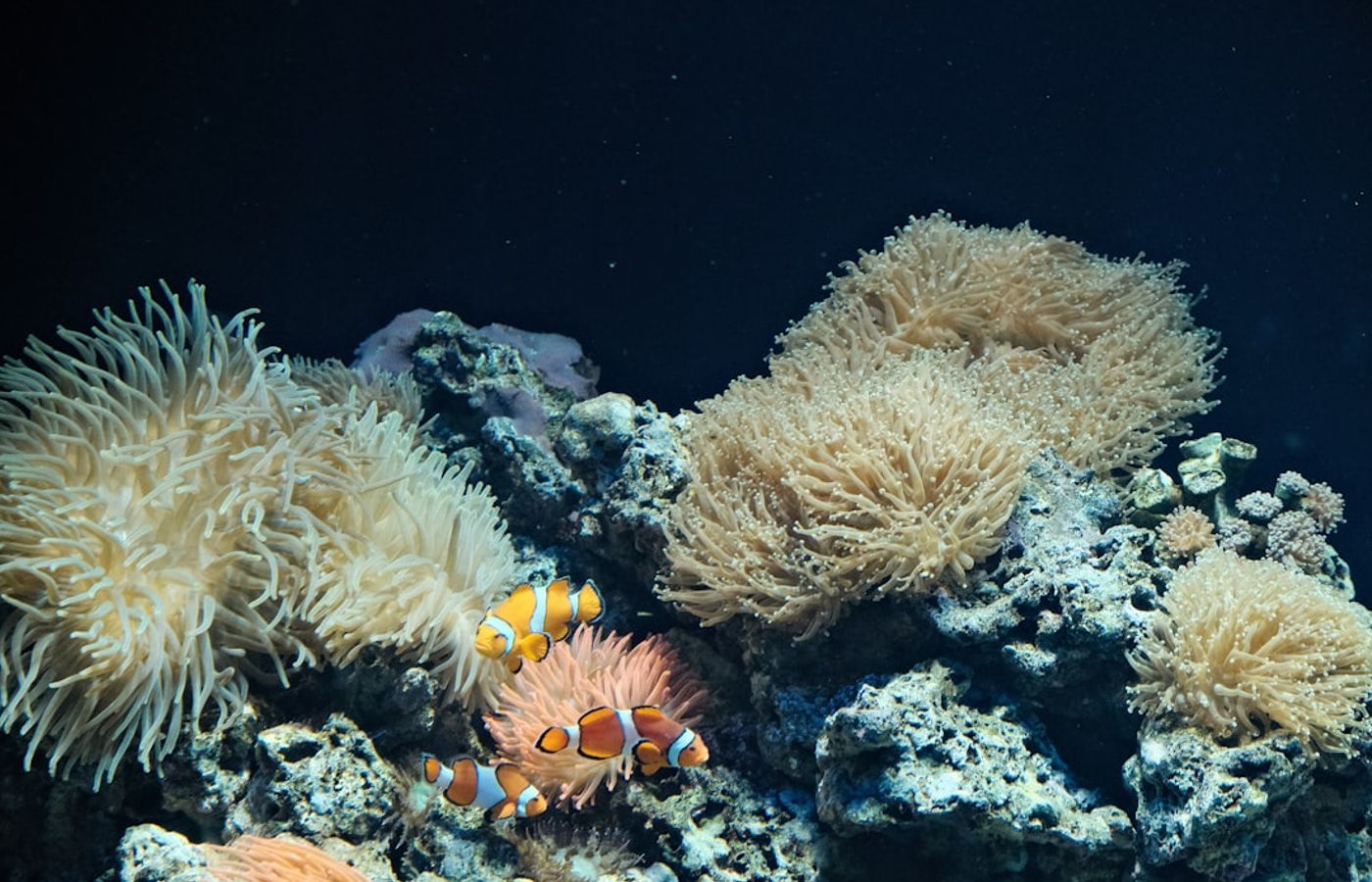 Lisbon Oceanarium - One of Europe's Largest Aquariums