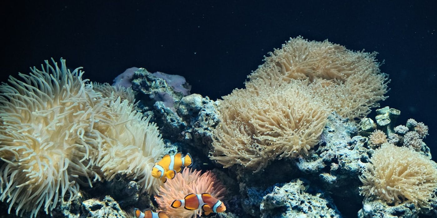 Hotels near Lisbon Oceanarium