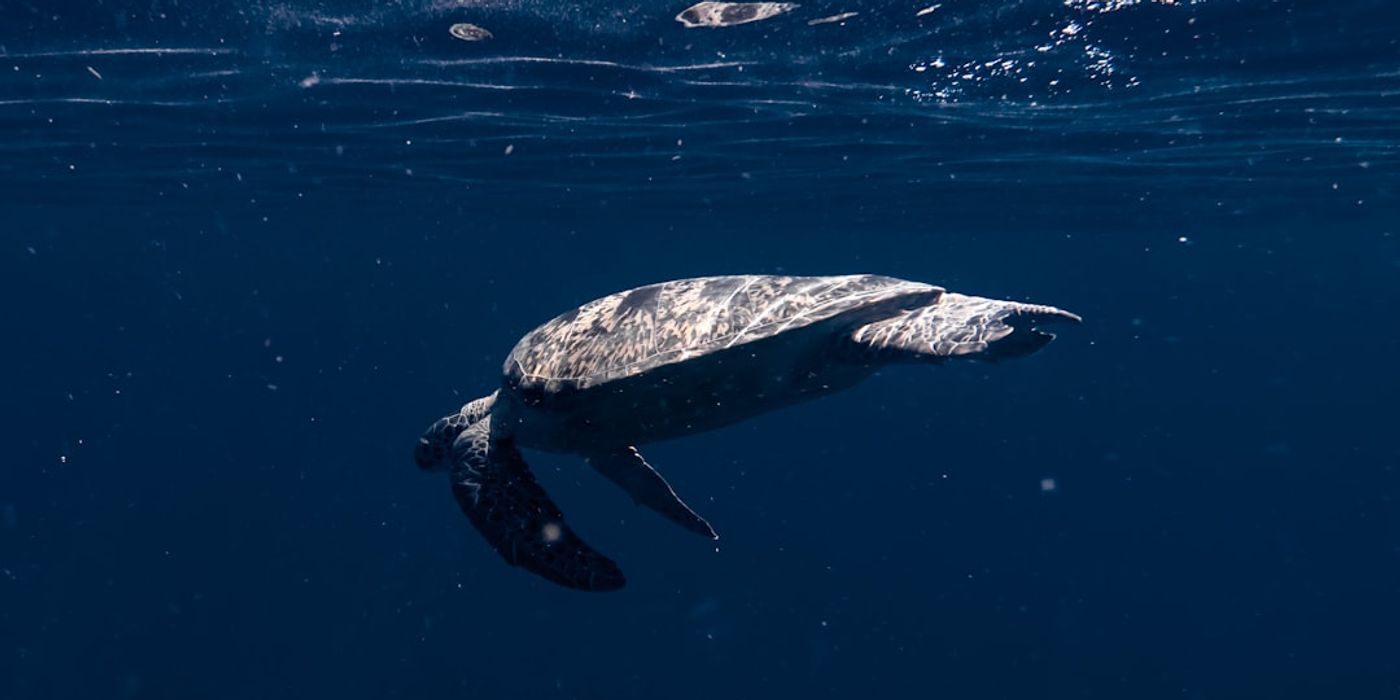 Hotels near Laganas Bay & Zakynthos National Marine Park