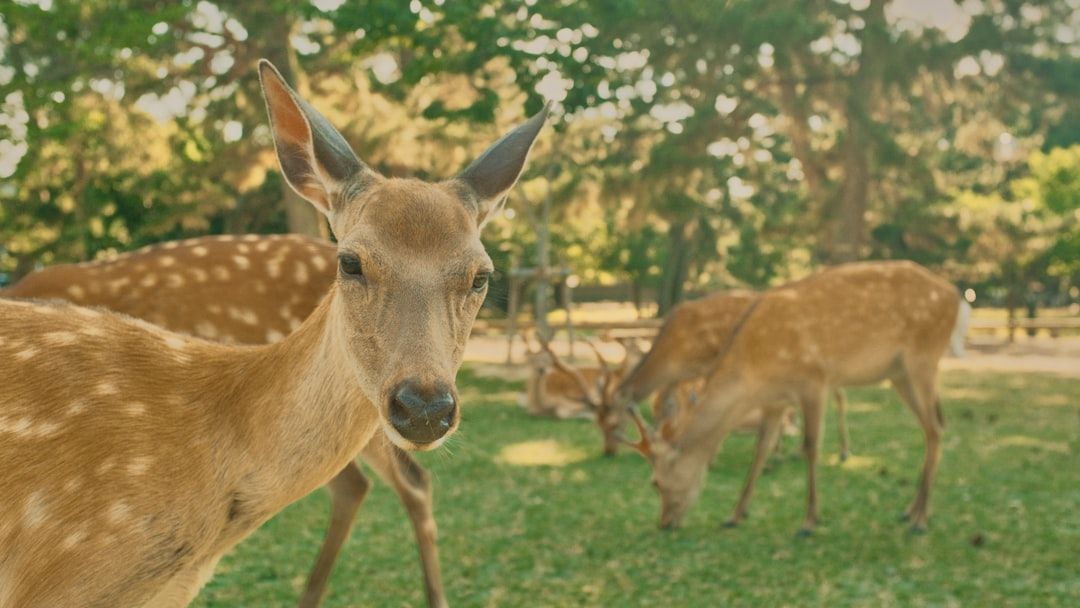 Nara Park - Where 1,200 Wild Sika Deer Roam Free