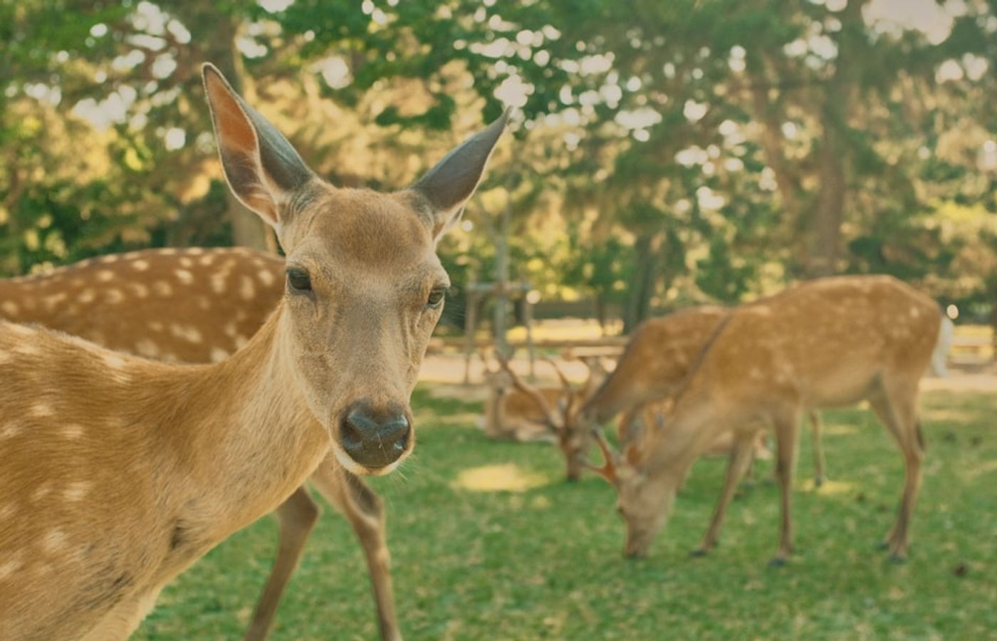 Nara Park - Where 1,200 Wild Sika Deer Roam Free