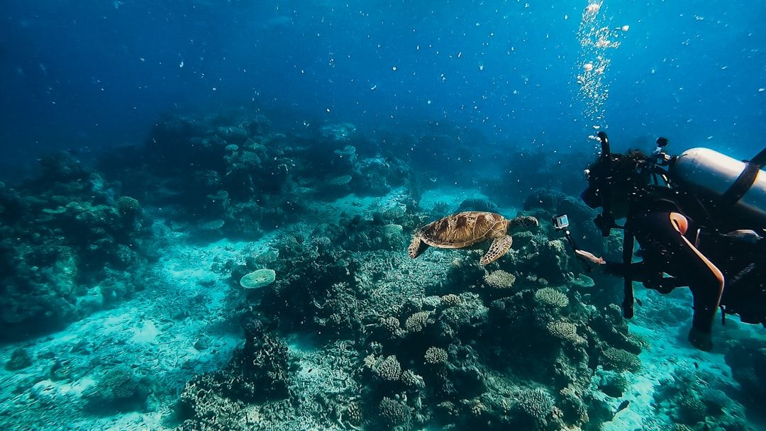 Great Barrier Reef from Cairns - The Iconic Snorkelling and Diving
