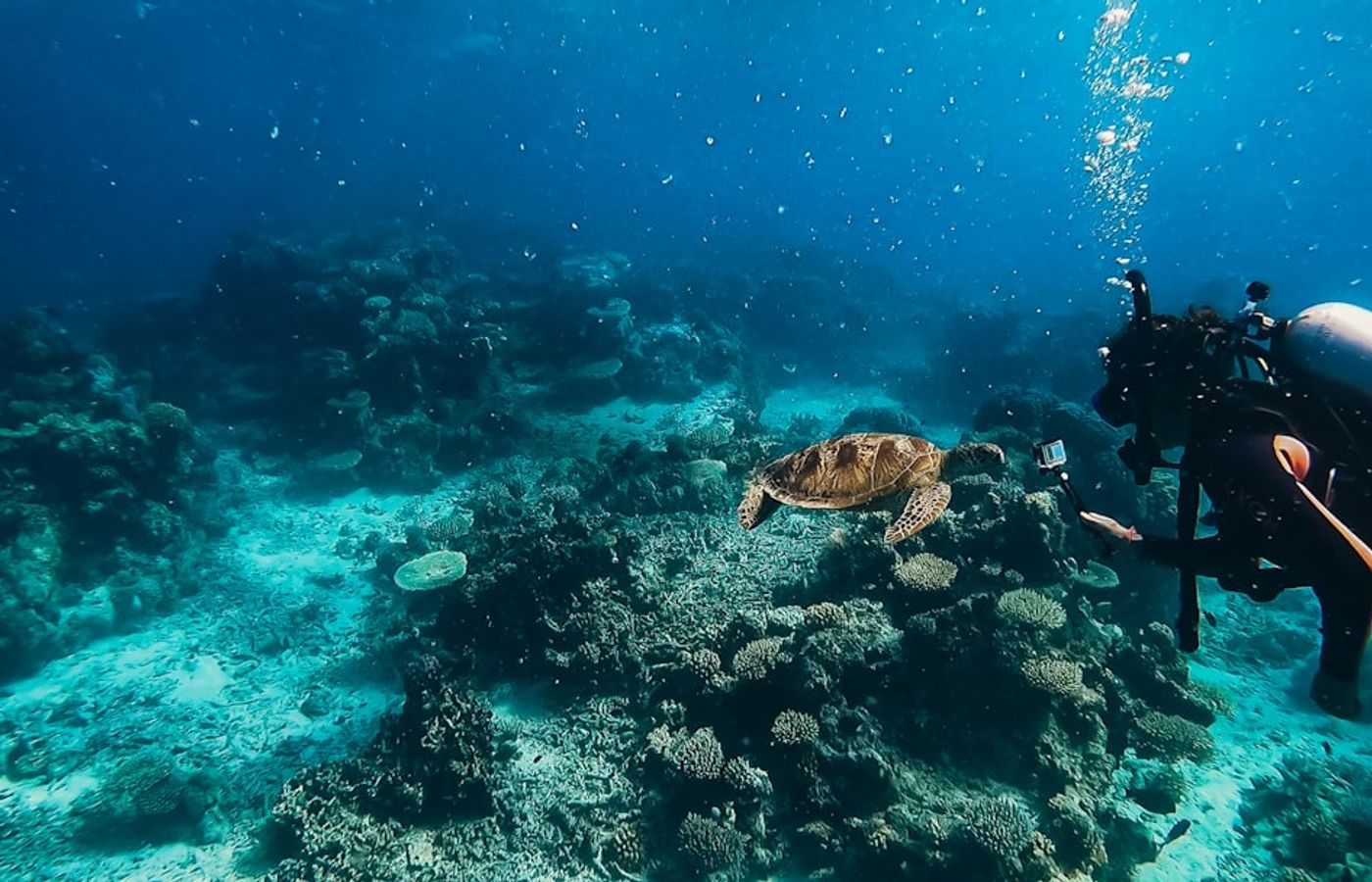 Great Barrier Reef from Cairns - The Iconic Snorkelling and Diving