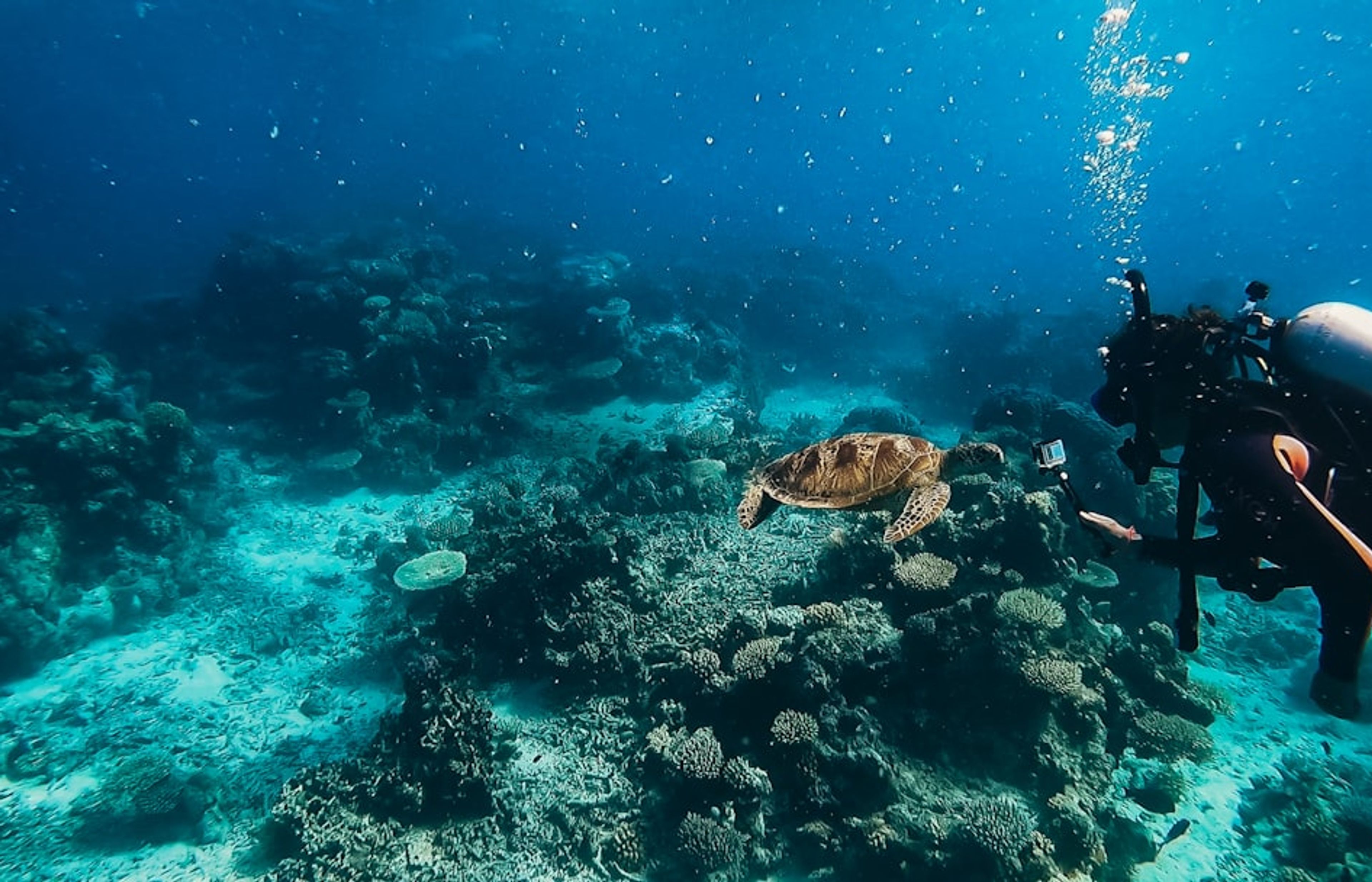 Great Barrier Reef from Cairns - The Iconic Snorkelling and Diving
