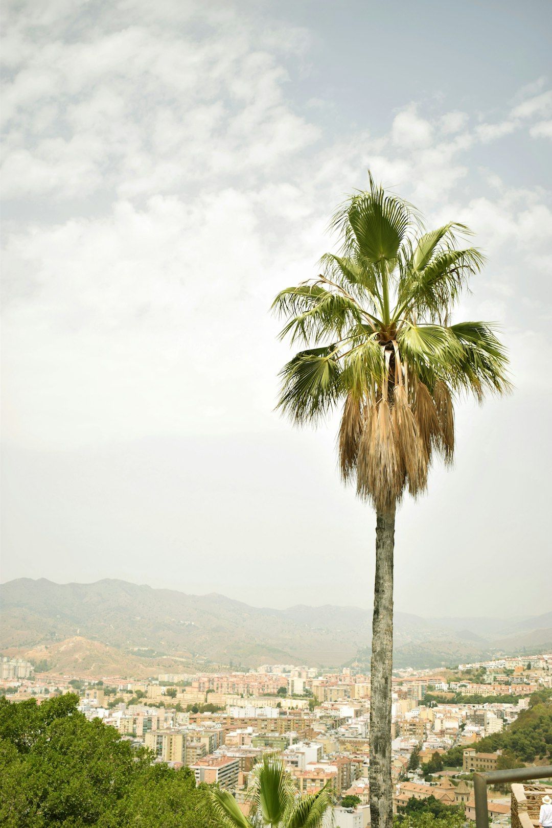 Palmeraie - An Ancient Palm Oasis on the City's Edge