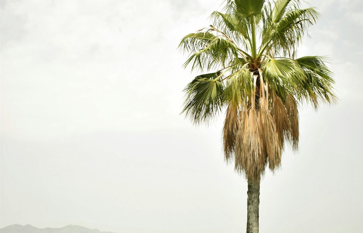 Palmeraie - An Ancient Palm Oasis on the City's Edge