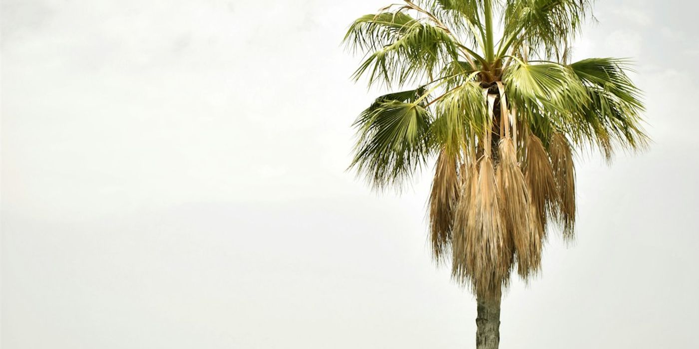 Hotels near Palmeraie