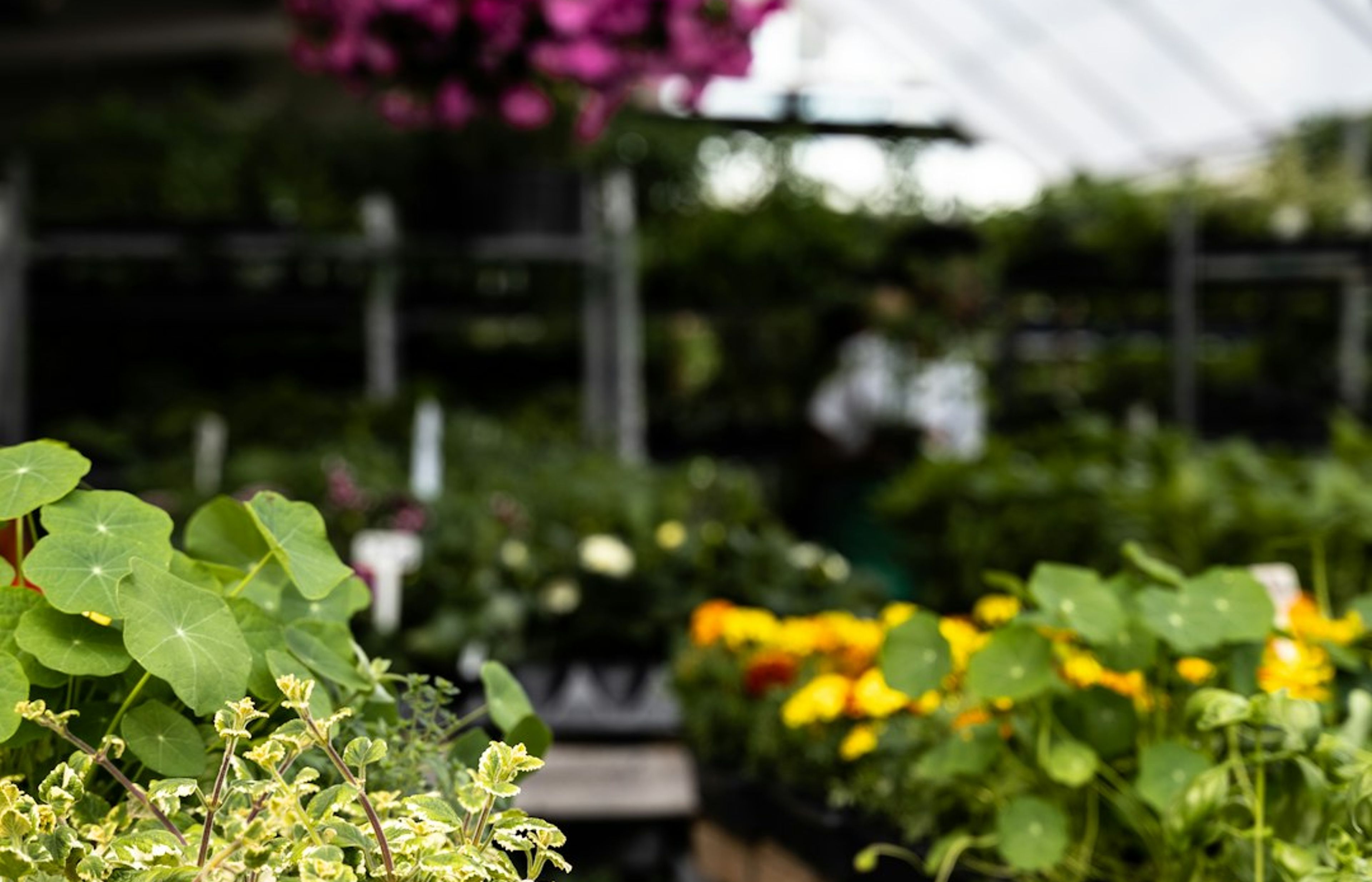 Jean-Talon Market - North America's Largest Open-Air Market