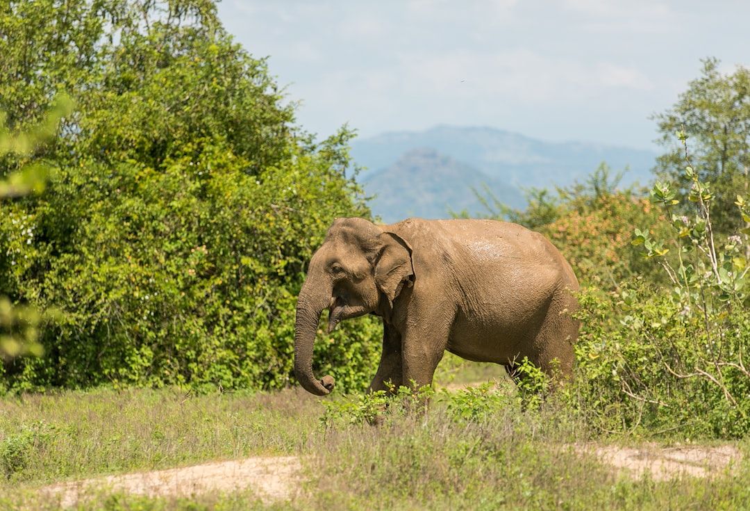 Elephant Nature Park - Ethical Elephant Sanctuary