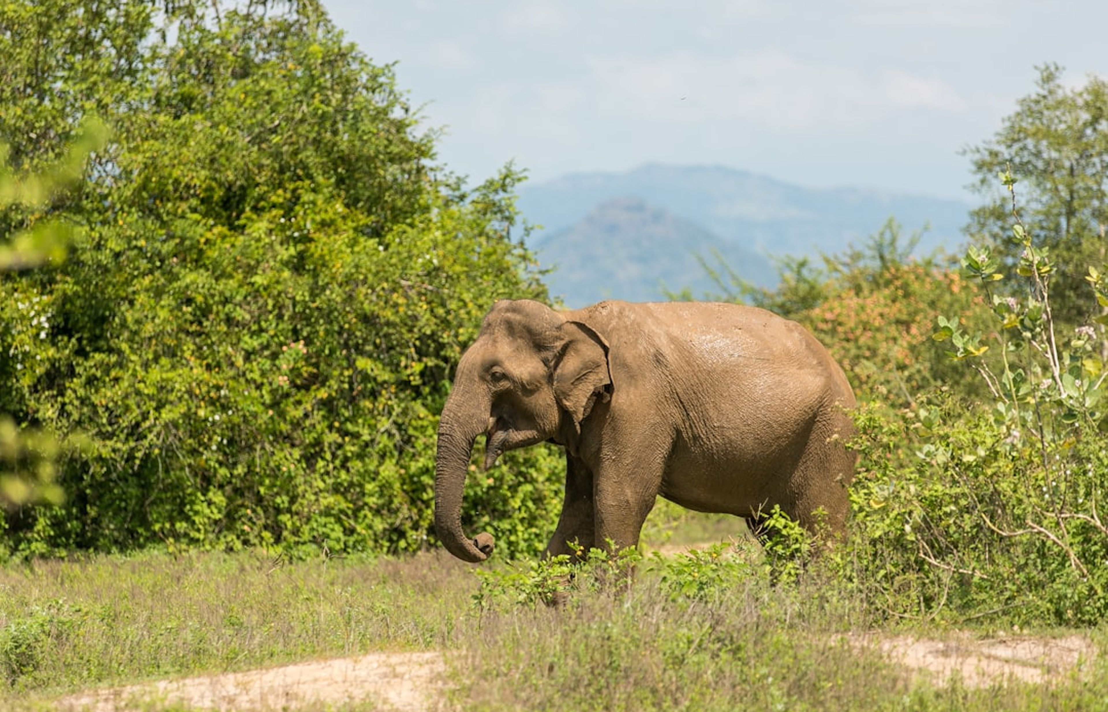Elephant Nature Park - Ethical Elephant Sanctuary