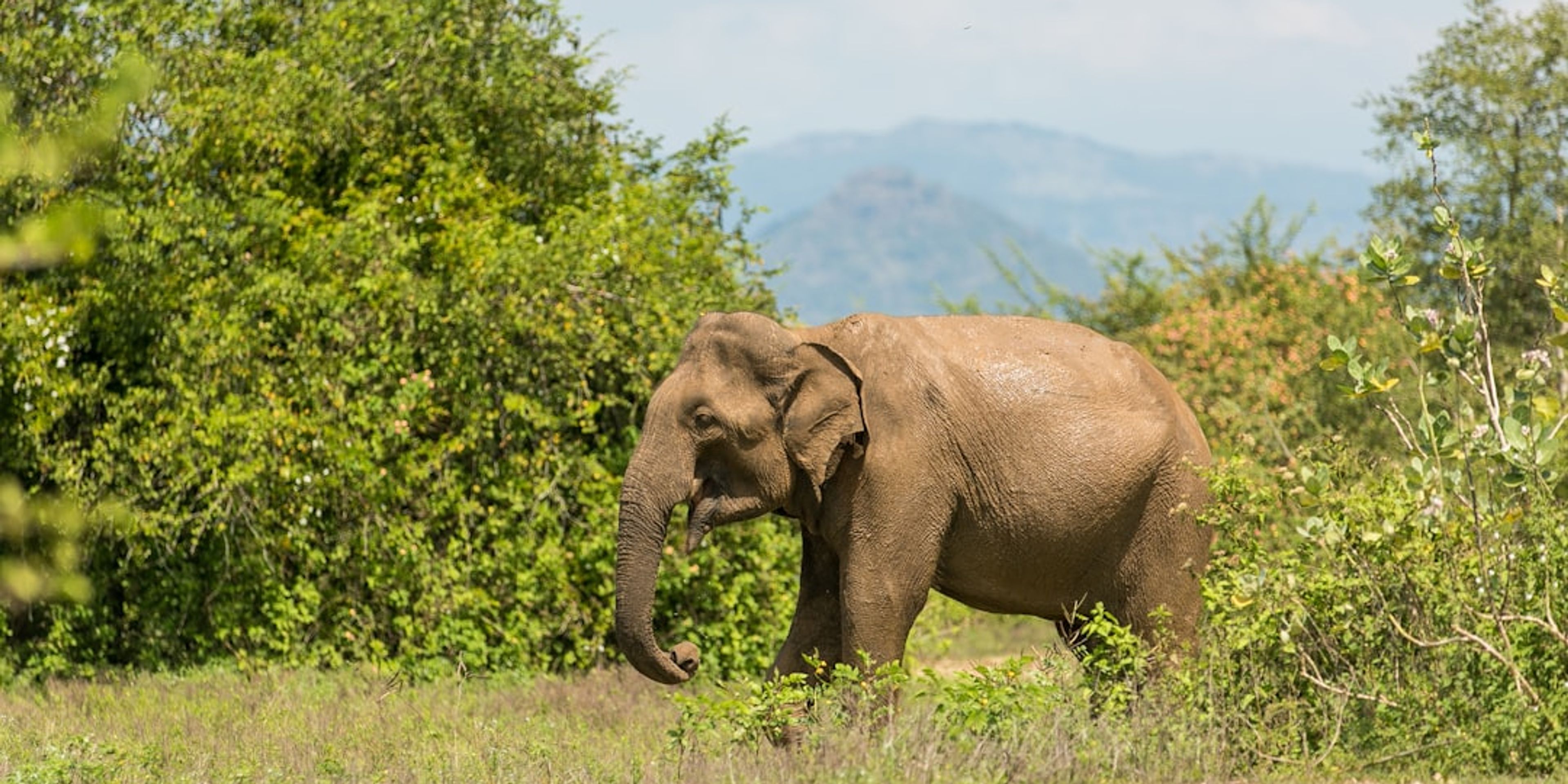 Hotels near Elephant Nature Park