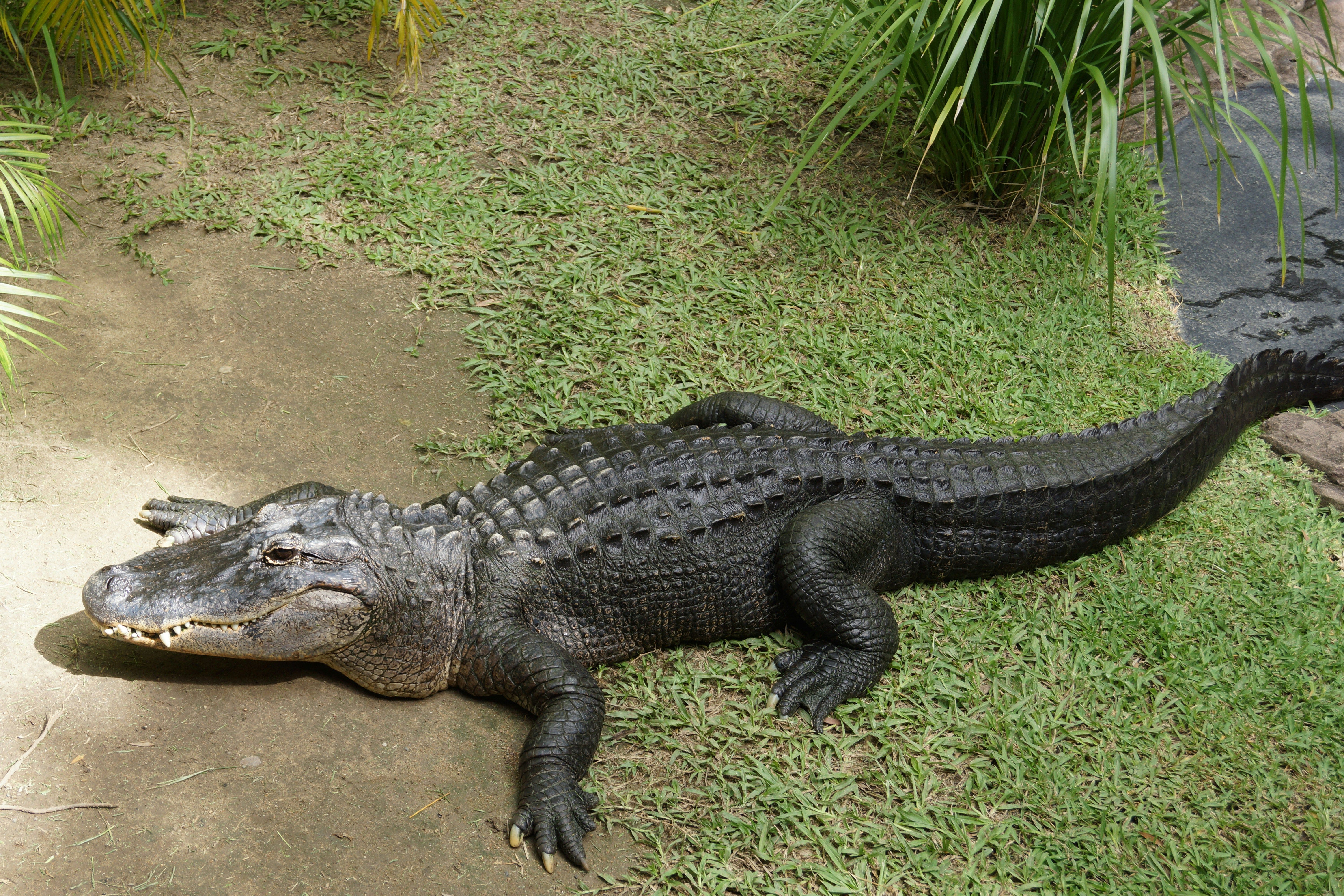 Hartley's Crocodile Adventures - The Crocodile Farm