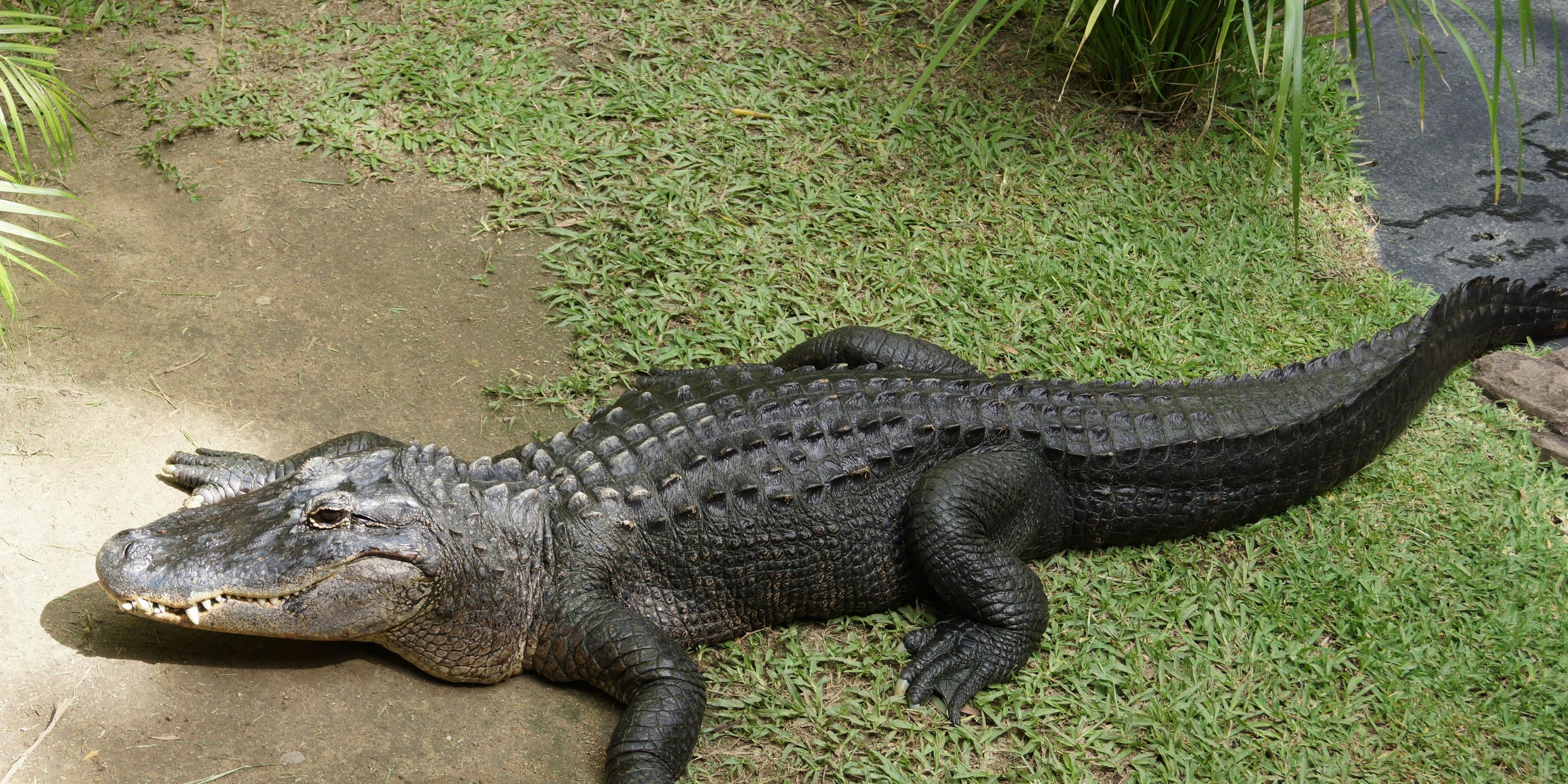 Hotels near Hartley's Crocodile Adventures