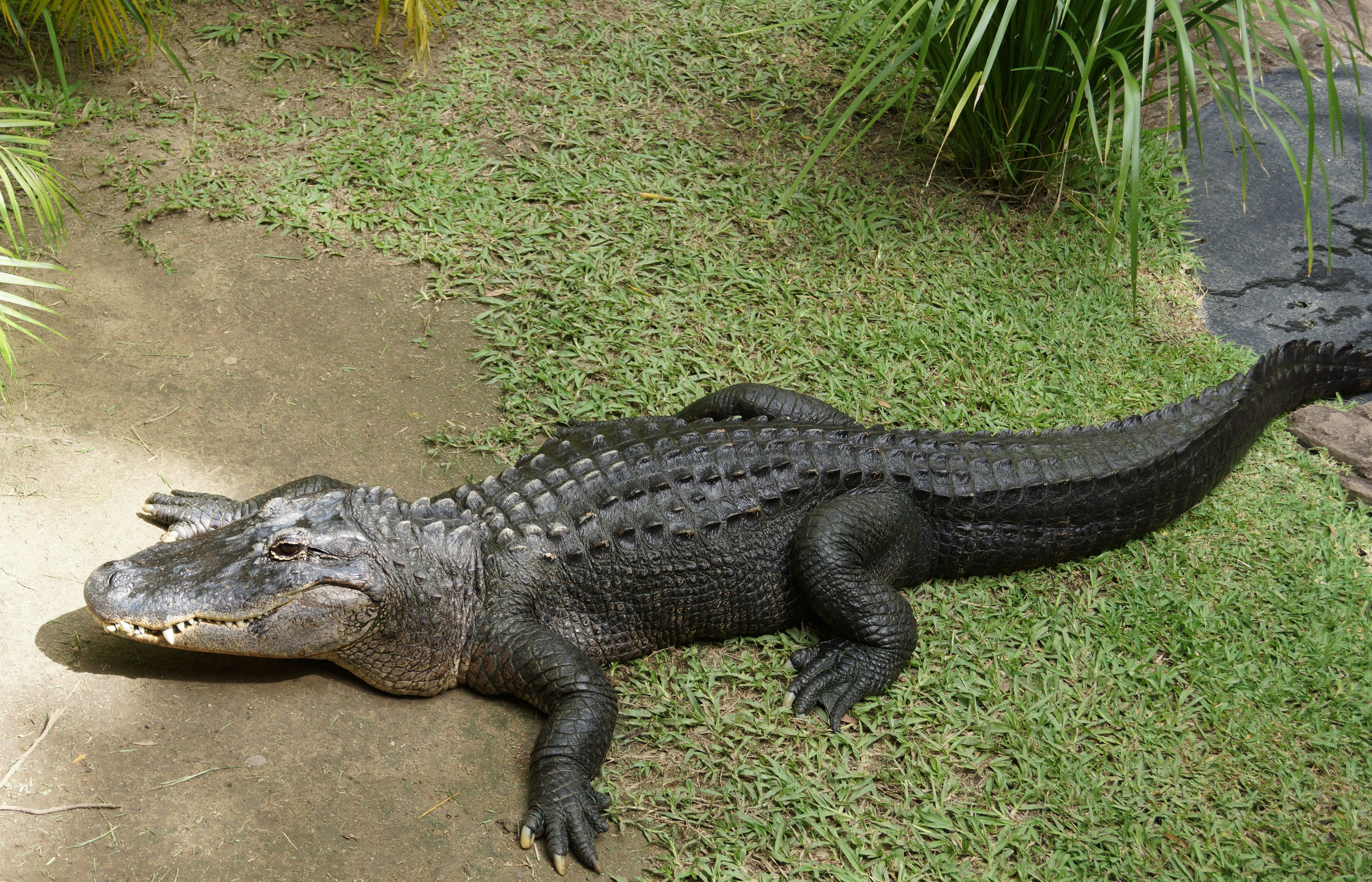 Hartley's Crocodile Adventures - The Crocodile Farm