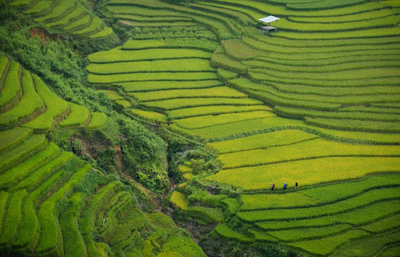 Jatiluwih Rice Terraces - The UNESCO-Listed Subak Walk