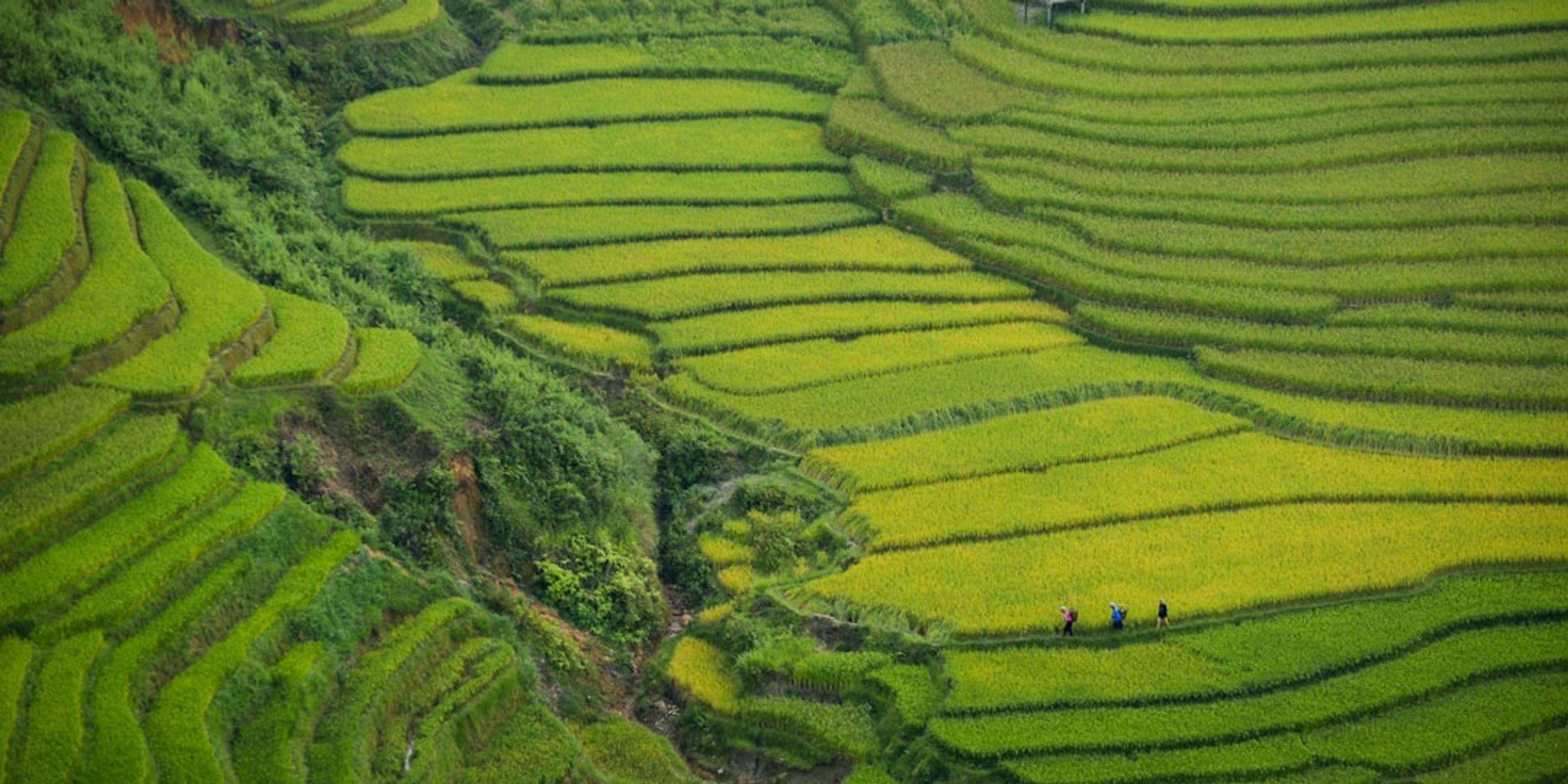 Hotels near Jatiluwih Rice Terraces