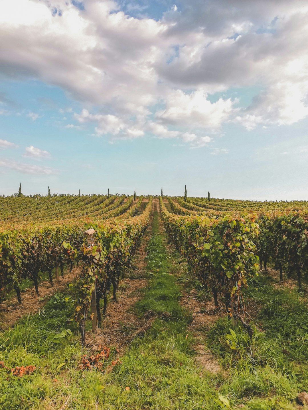5 Best Wine Tours in Bordeaux