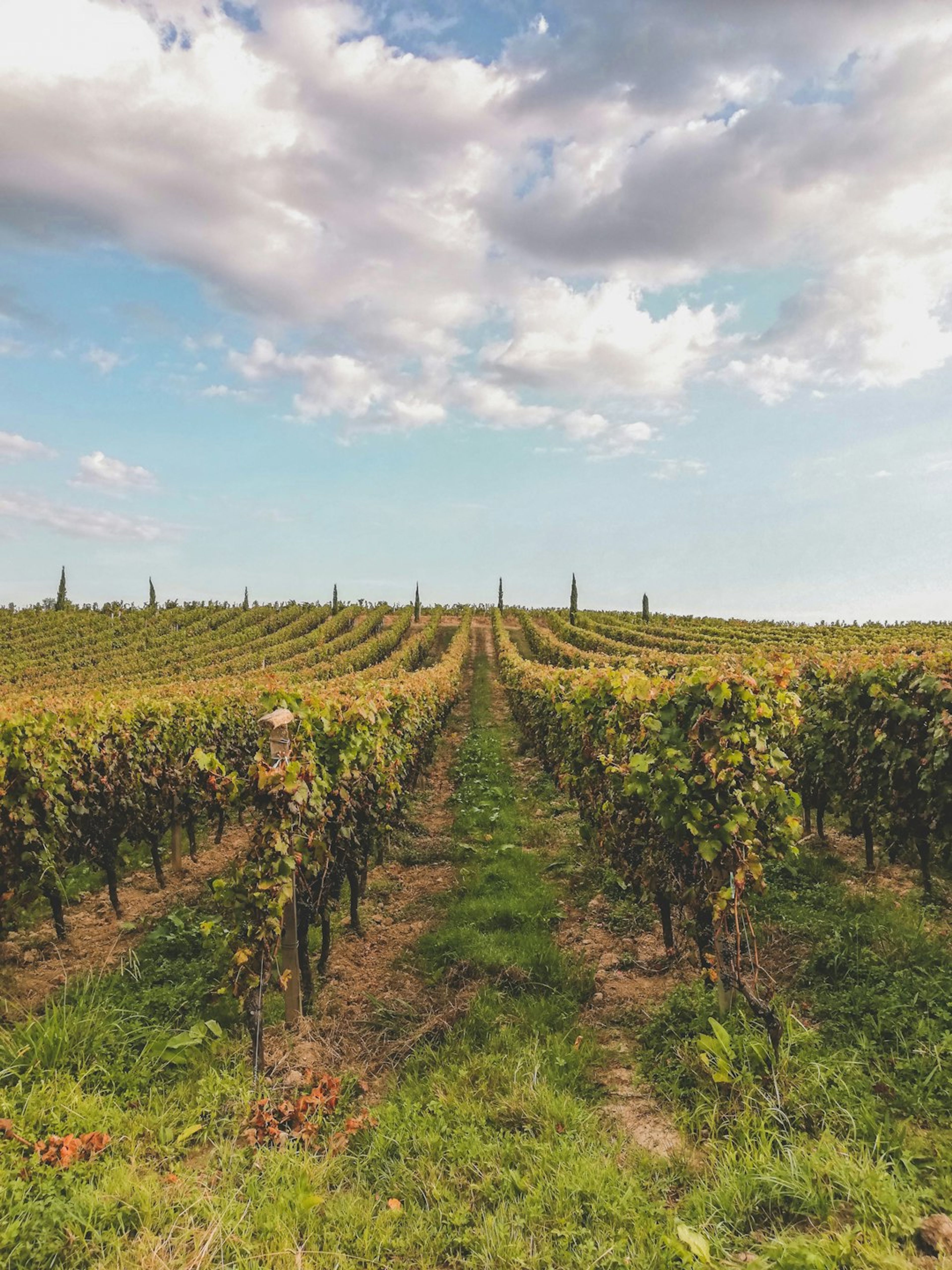 5 Best Wine Tours in Bordeaux