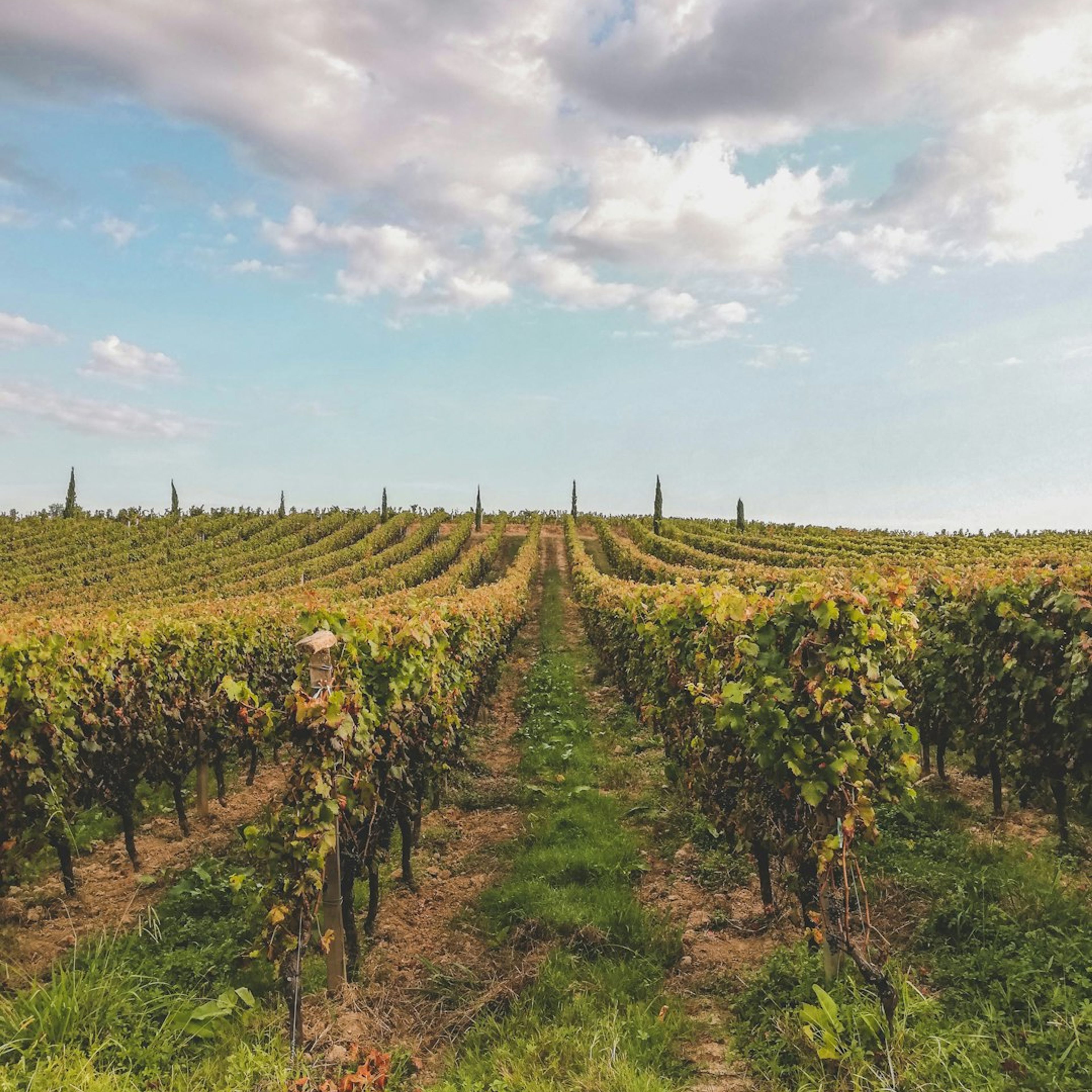 5 Best Wine Tours in Bordeaux
