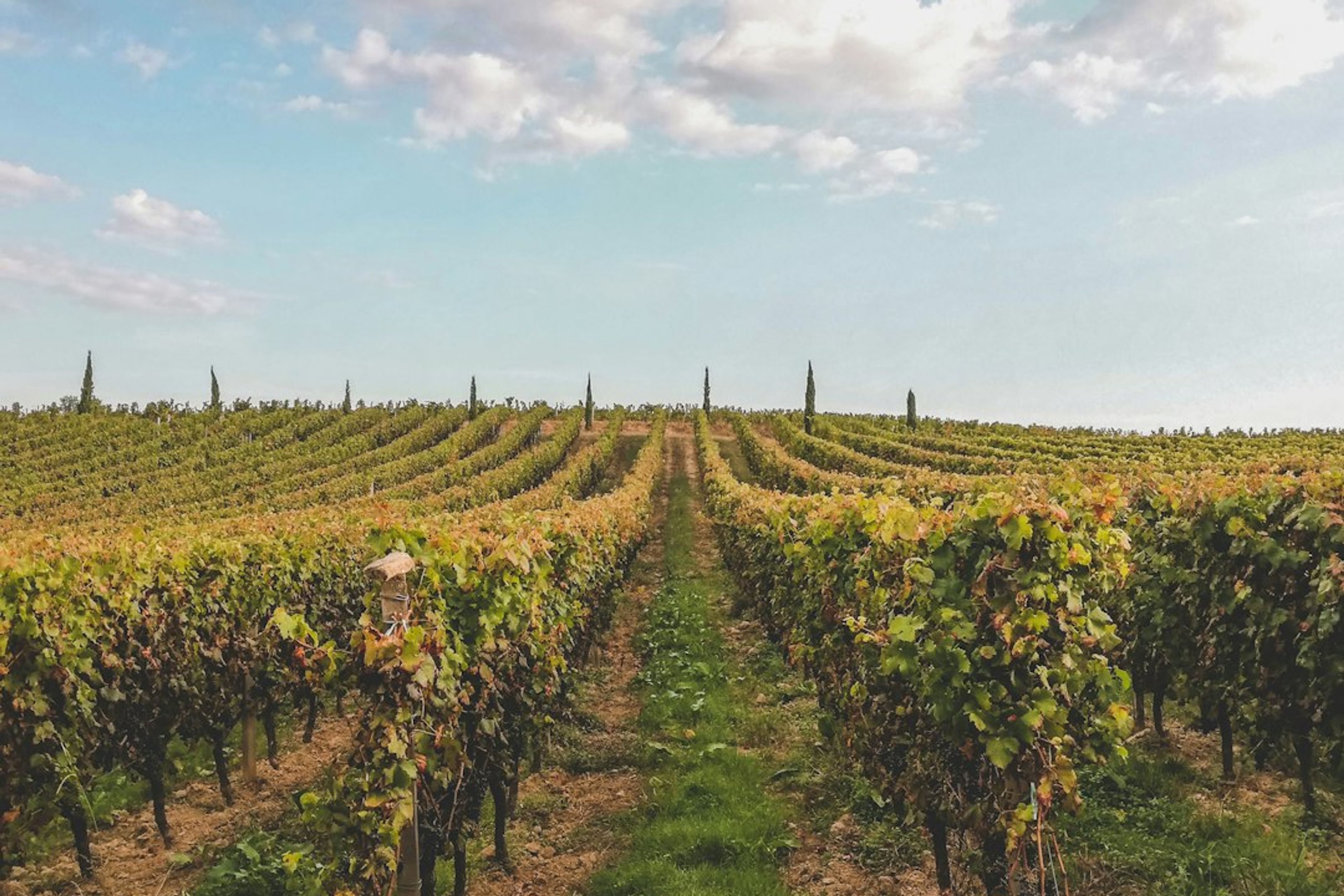 5 Best Wine Tours in Bordeaux
