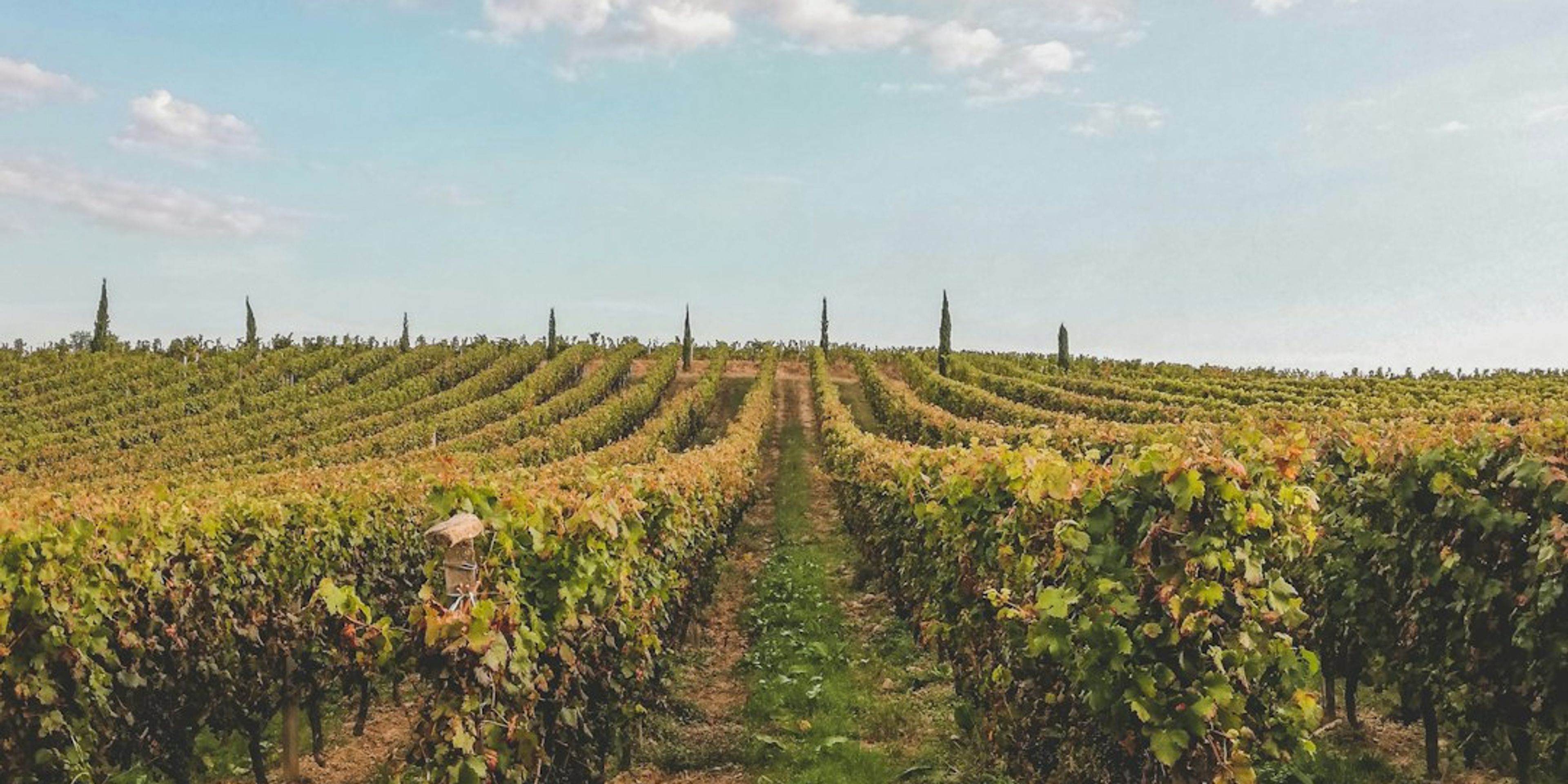 5 Best Wine Tours in Bordeaux