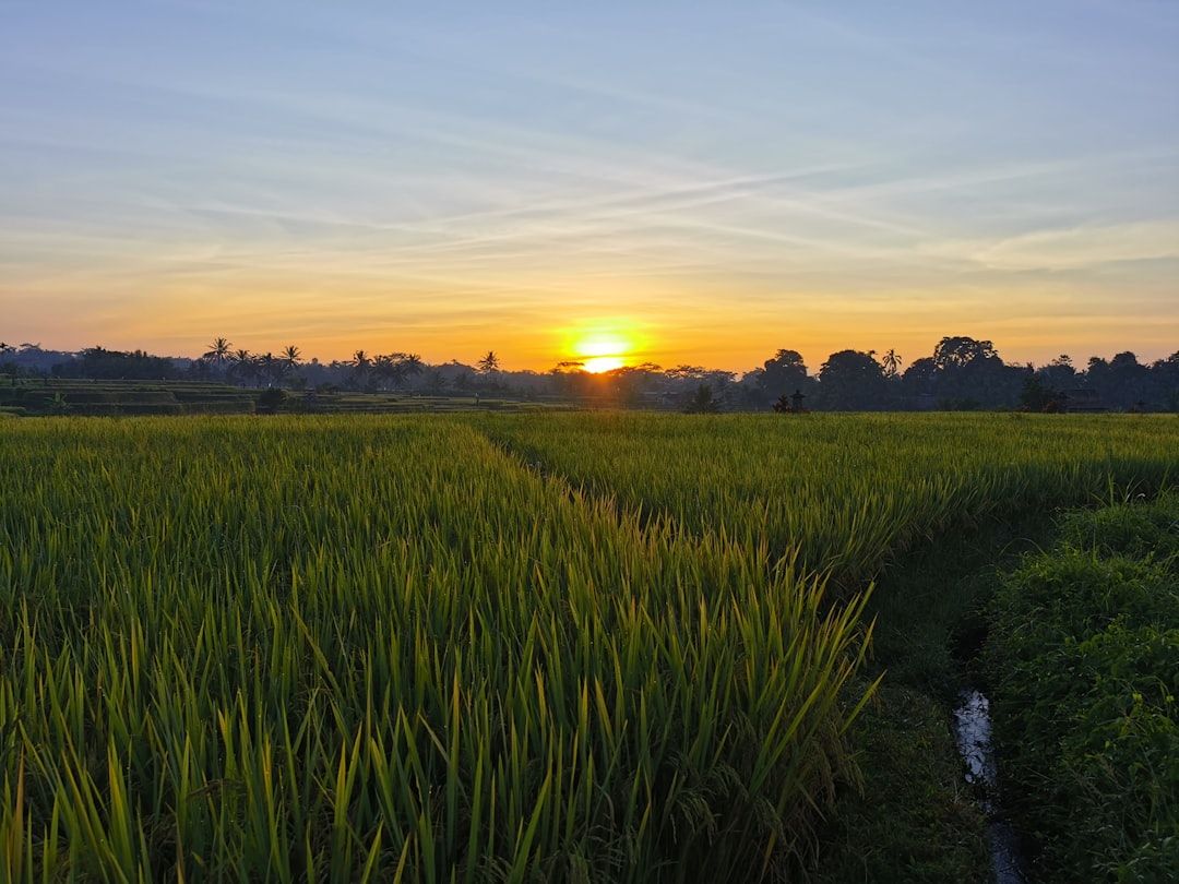Sari Organik and Subak Sok Wayah Trail - The Quiet Rice Field Walk from Ubud Palace