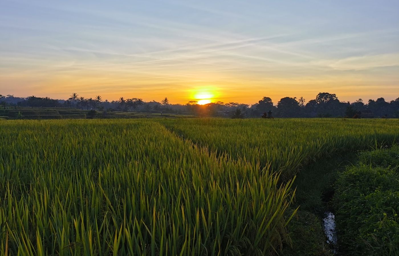 Sari Organik and Subak Sok Wayah Trail - The Quiet Rice Field Walk from Ubud Palace