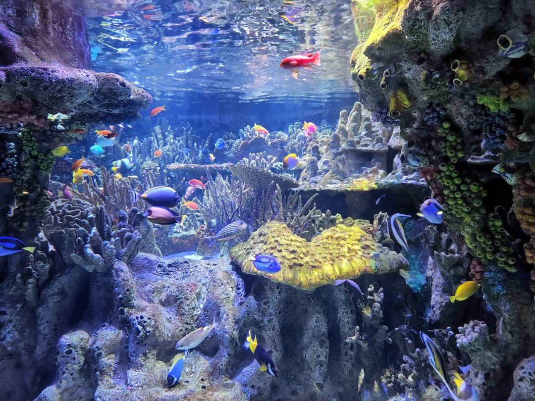 New England Aquarium - Harbourside Marine Life