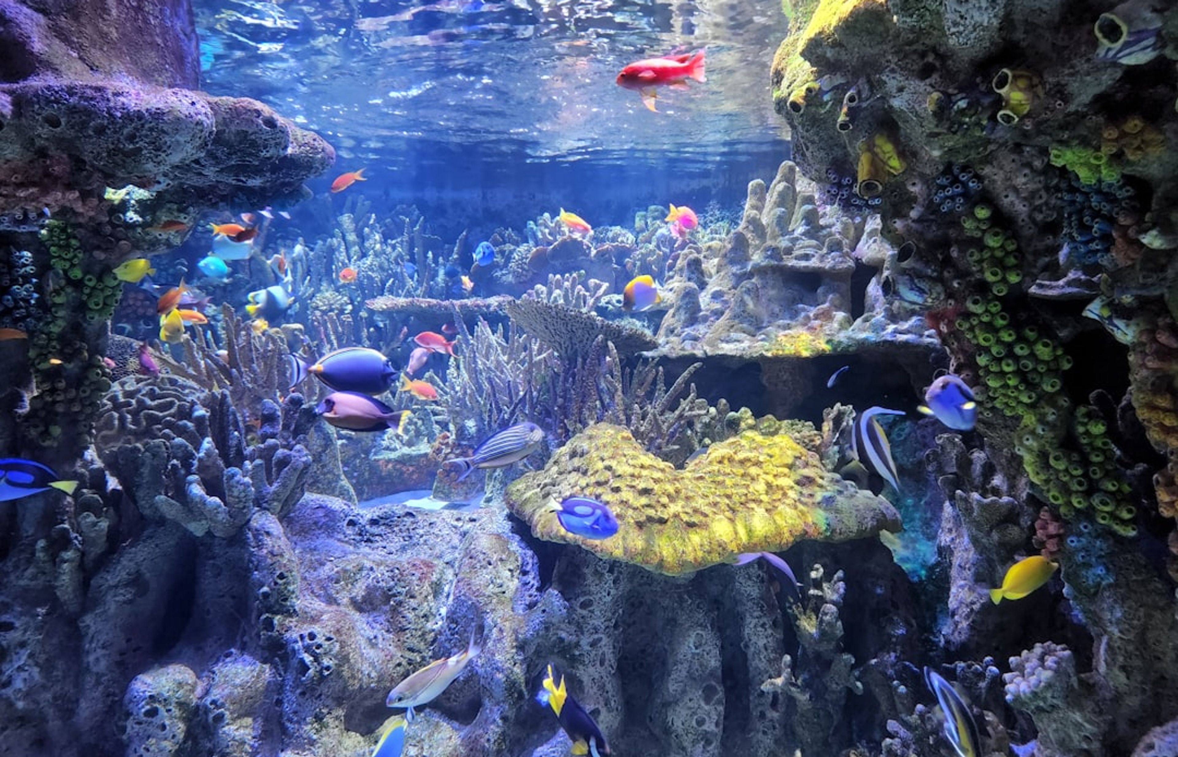 New England Aquarium - Harbourside Marine Life