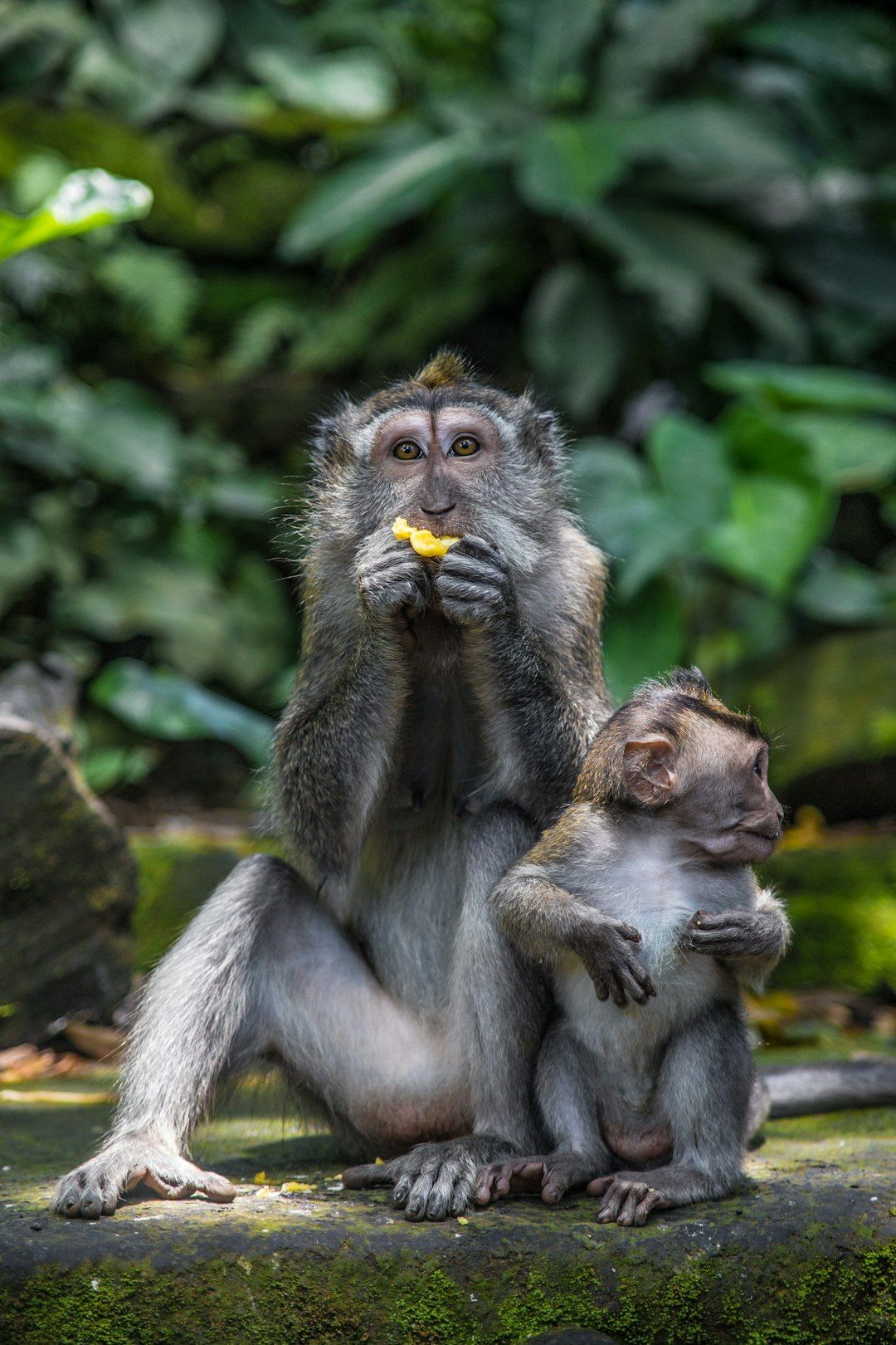 Sacred Monkey Forest Sanctuary - Ubud's Most Iconic Wildlife Encounter