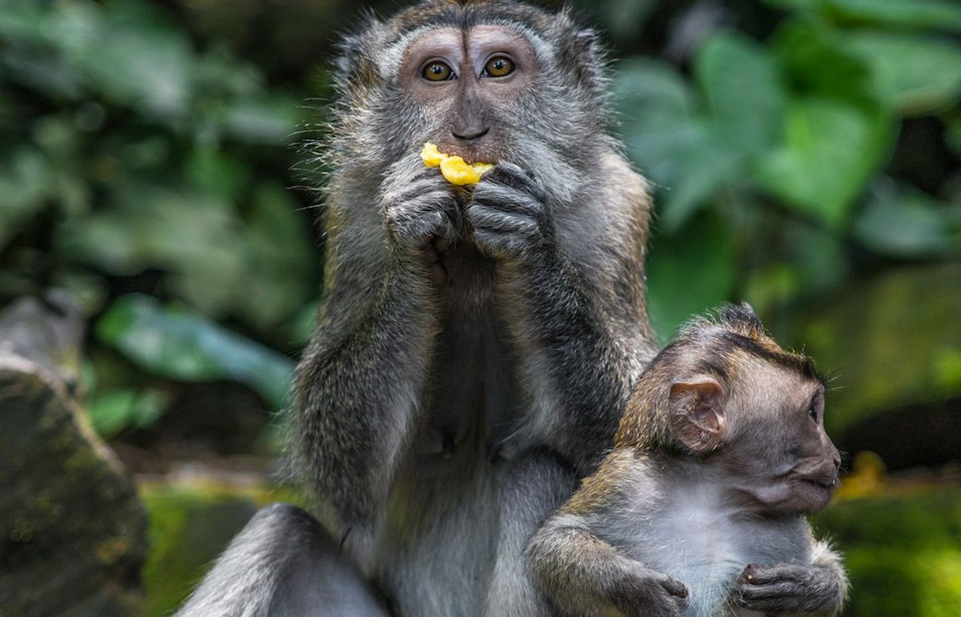 Sacred Monkey Forest Sanctuary - Ubud's Most Iconic Wildlife Encounter
