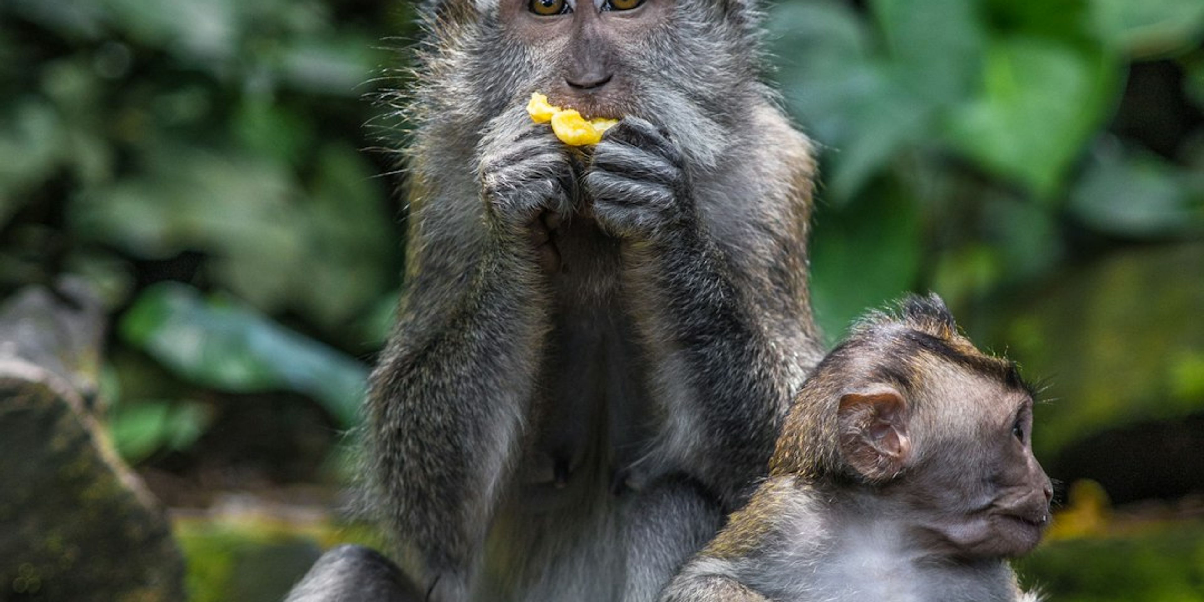 Hotels near Sacred Monkey Forest Sanctuary