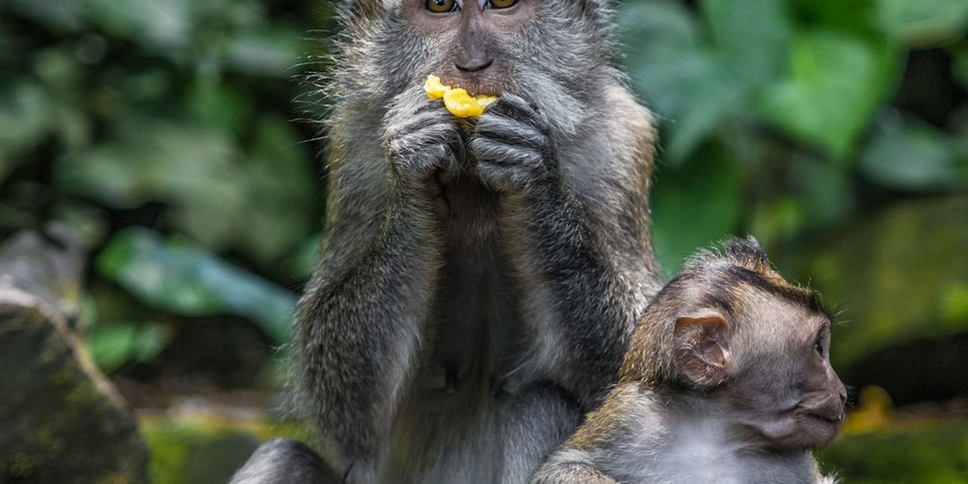 Hotels near Sacred Monkey Forest Sanctuary