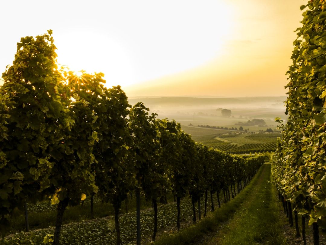 Wine tours to Saint-Émilion and Médoc