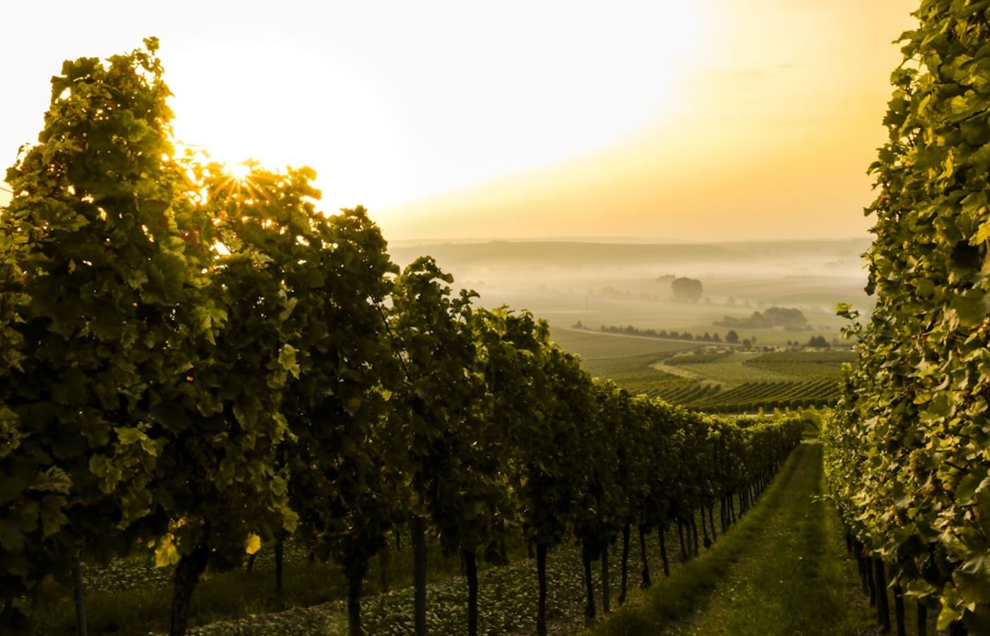 Wine tours to Saint-Émilion and Médoc