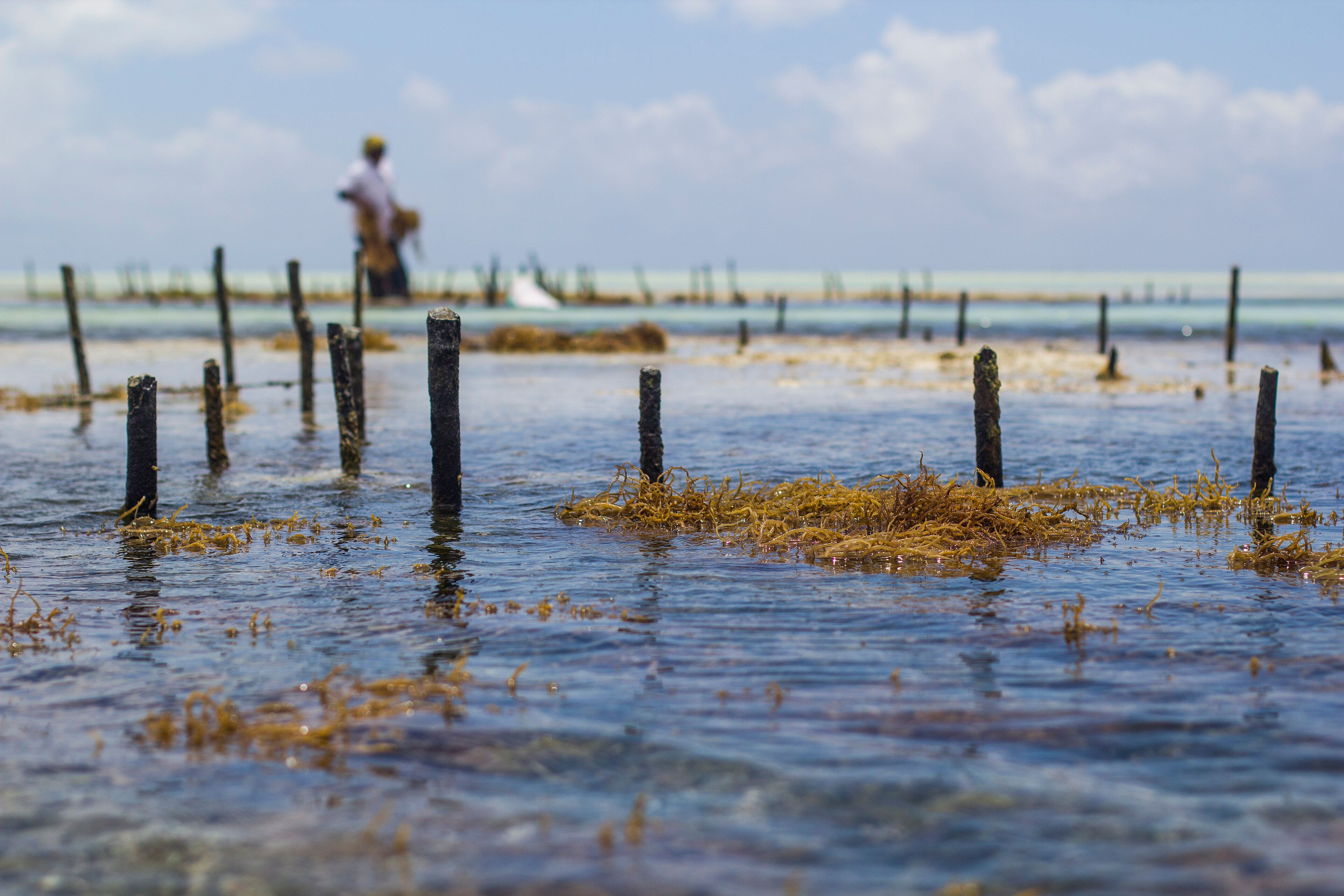 Paje and Jambiani - The Eastern Kitesurfing Beaches