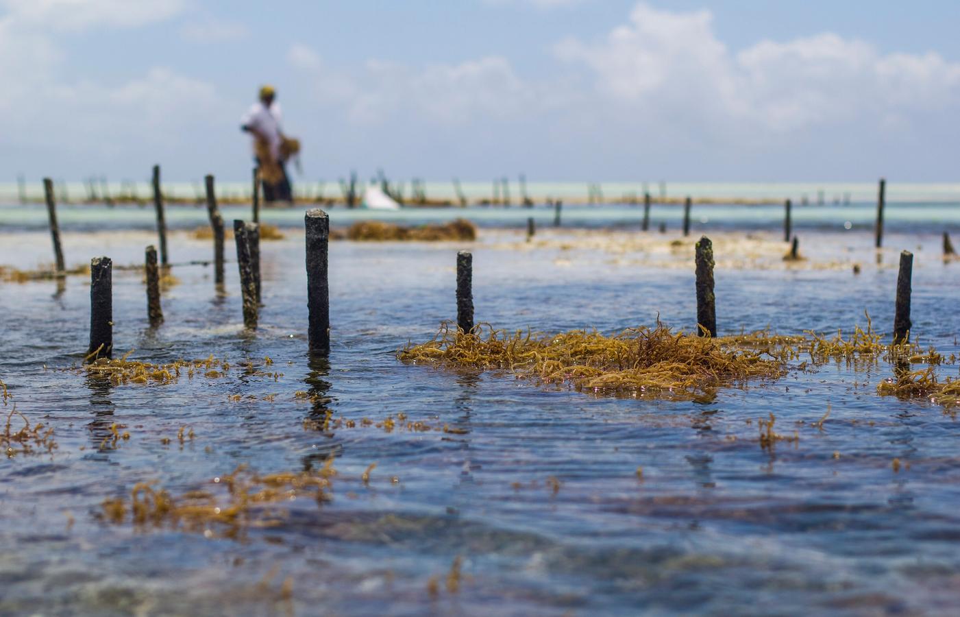 Paje and Jambiani - The Eastern Kitesurfing Beaches