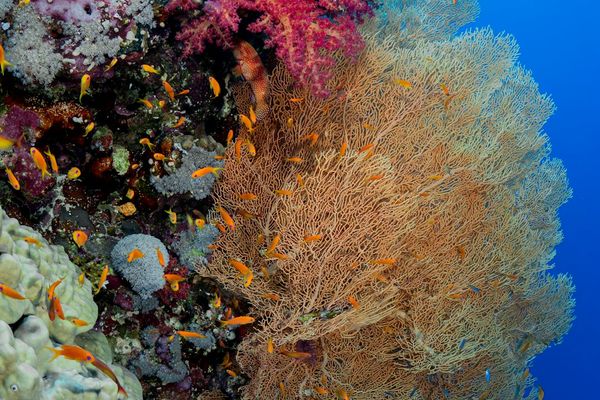 10 Top Things to Do in Marsa Alam, Egypt