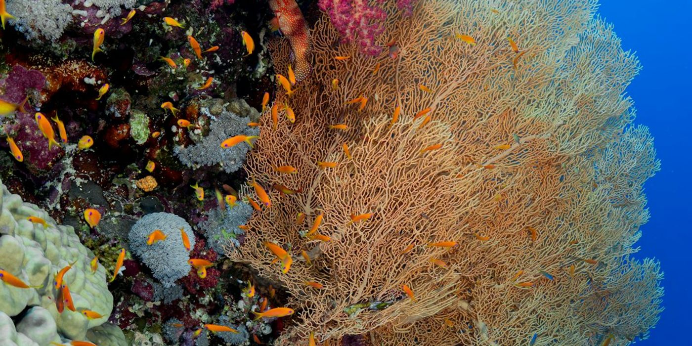 Marsa Alam Travel Guides