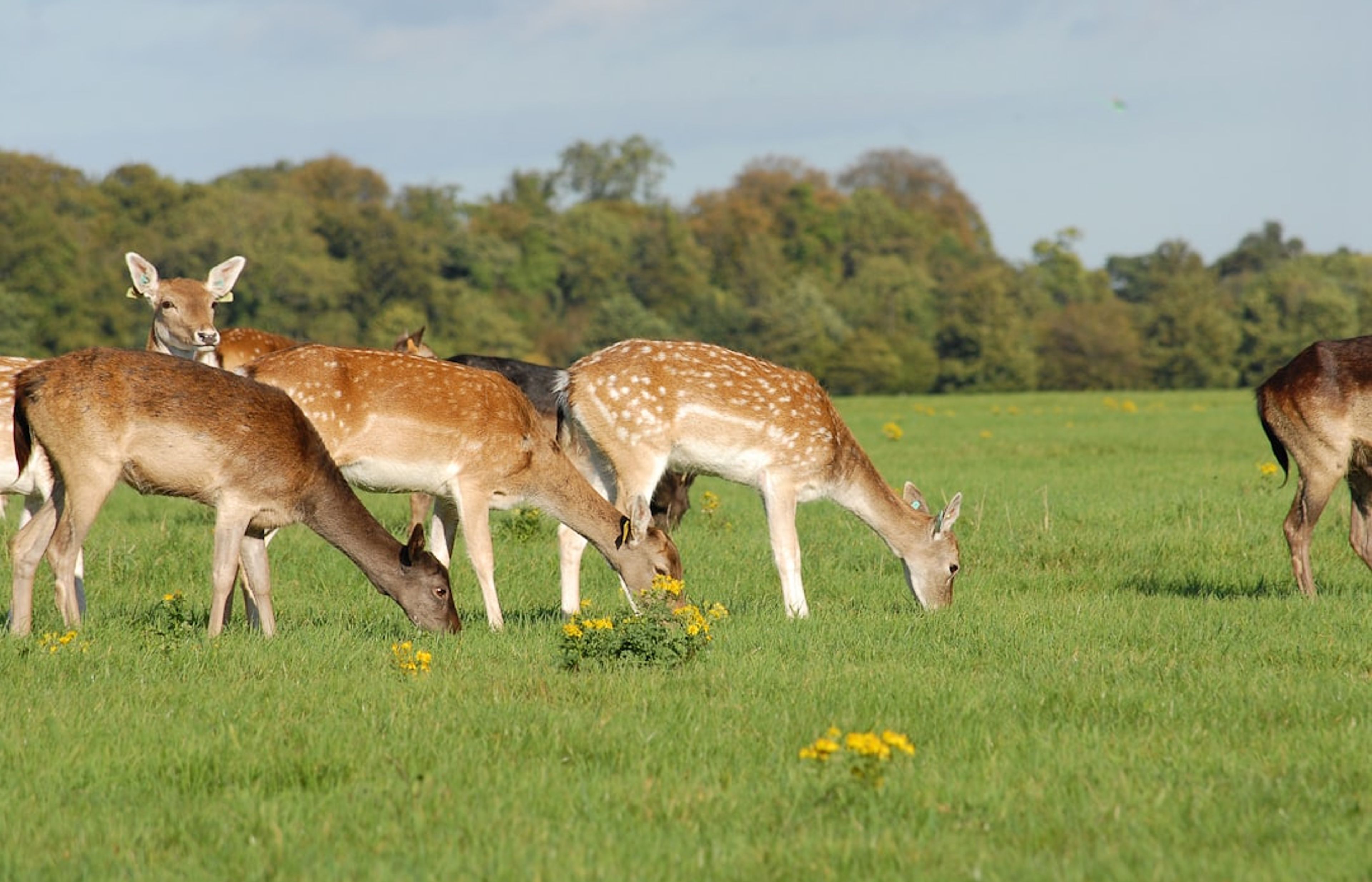Phoenix Park - One of Europe's Largest Enclosed City Parks
