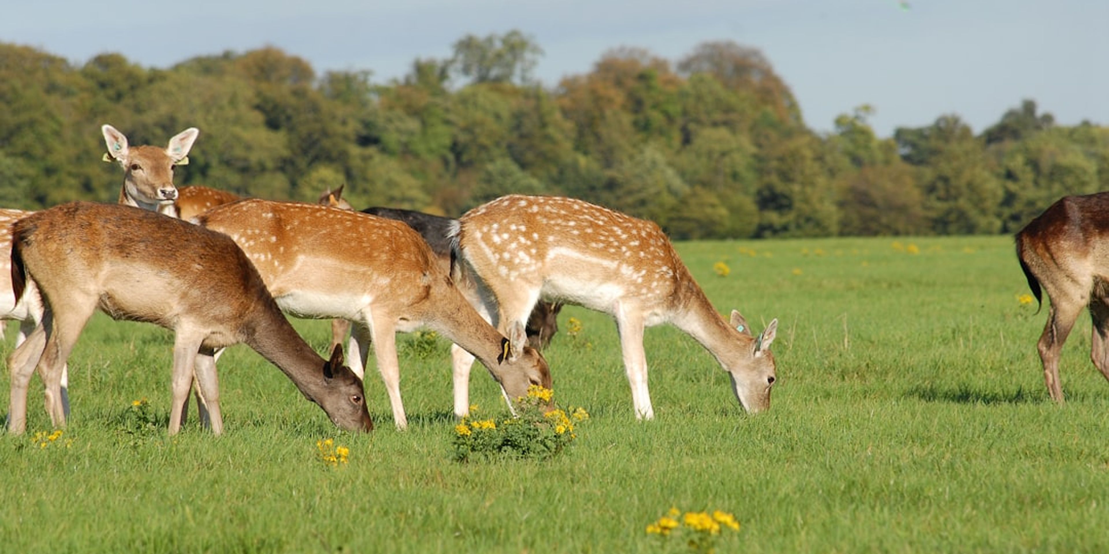 Hotels near Phoenix Park