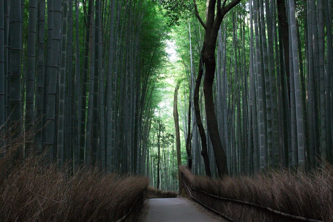 Hotels near Arashiyama Bamboo Grove
