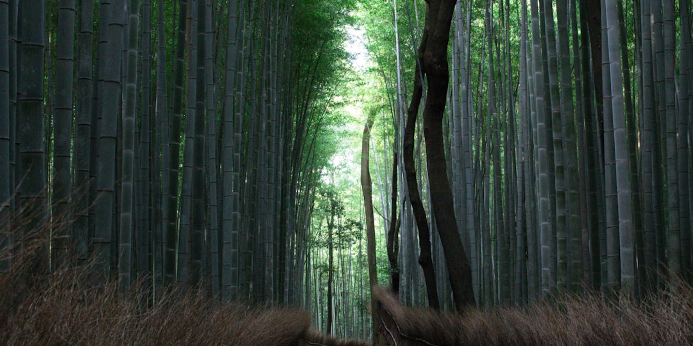 Hotels near Arashiyama Bamboo Grove