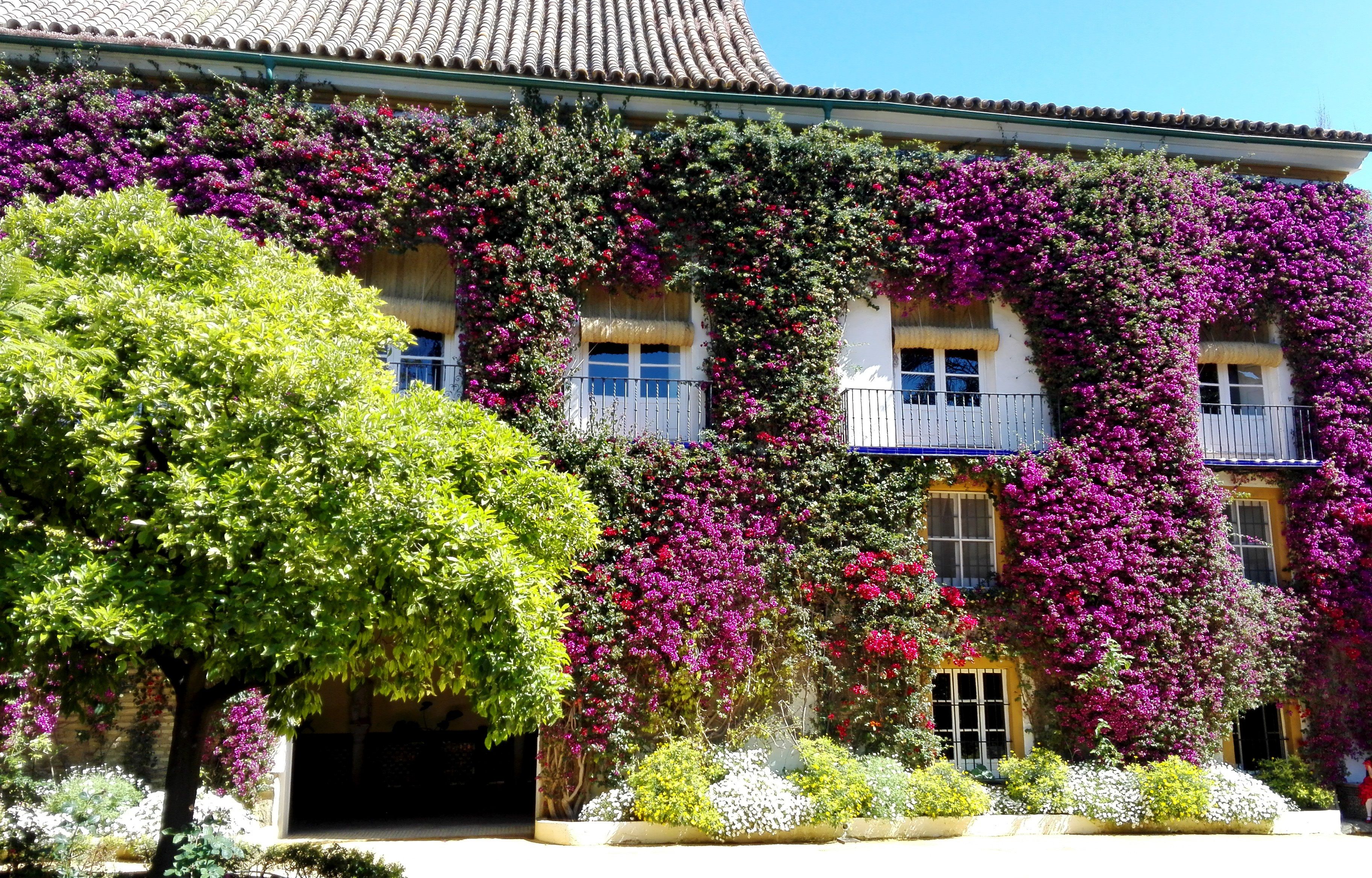 Palacio de las Dueñas - The Duchess of Alba's Home and Gardens