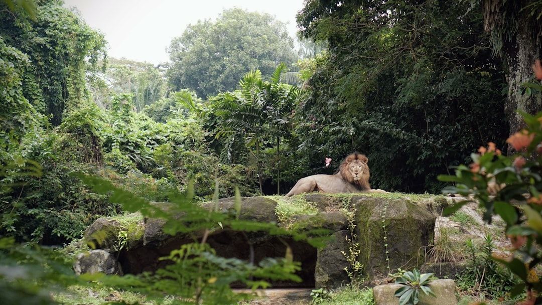 Singapore Zoo - The Open-Concept Wildlife Park