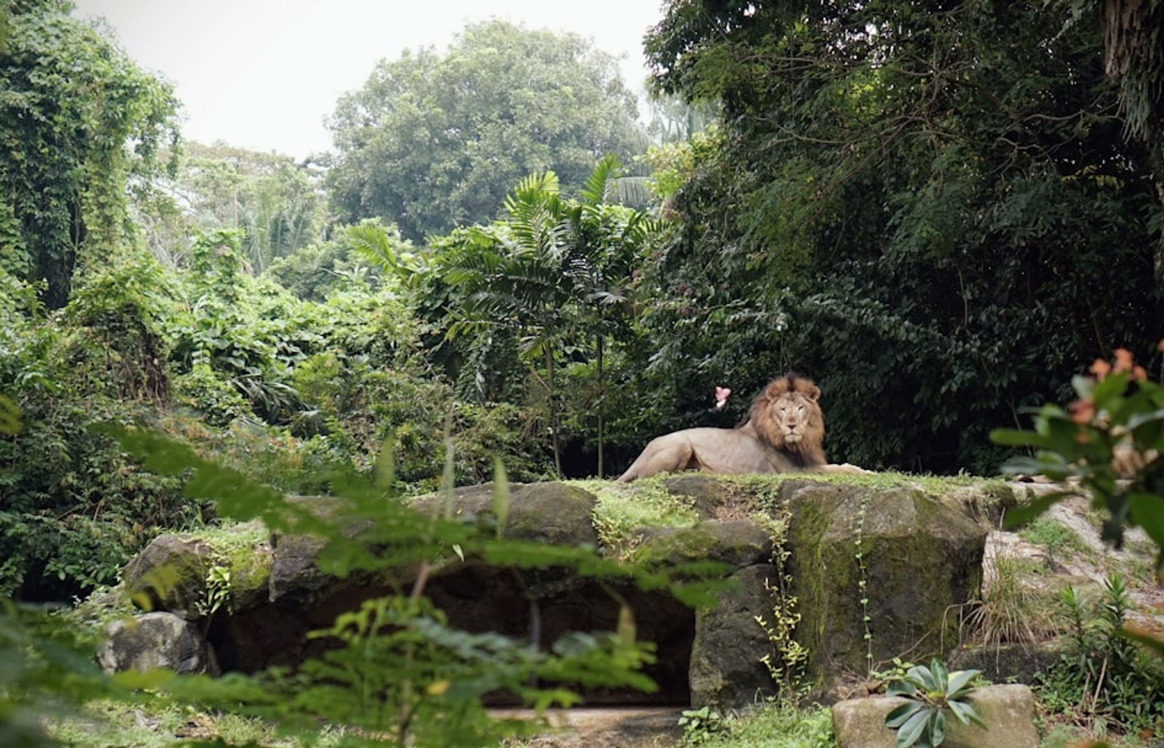 Singapore Zoo - The Open-Concept Wildlife Park