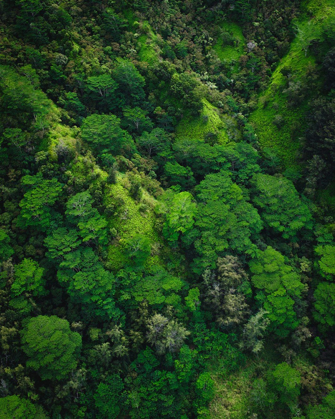 PR9 Levada do Caldeirao Verde - The Laurel Forest Day, Torch Required